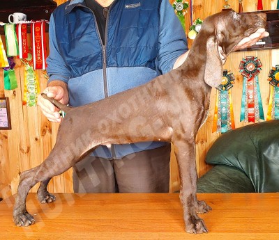 Щенок курцхаар